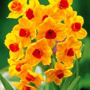 Sommarnarcisser 'Grand Soleil D'Or'