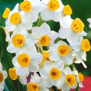 Sommarnarcisser 'Avalanche'