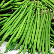 Haricot vert 'Compass'
