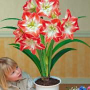 Amaryllis 'Minerva'