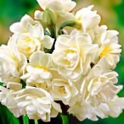 Sommarnarcisser 'Erlicheer'