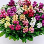 Sommarlövkoja 'Cinderella' mix