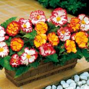 Begonia Crispa marginata
