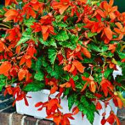 Begonia Bertinii Boliviensis 'Tanais'