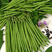 Salladsböna 'Nautica'