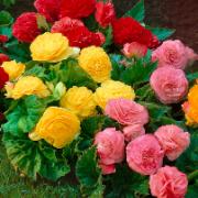 Begonia 'Non-Stop' Mix
