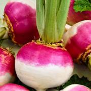 Kålrot 'Purple Top'