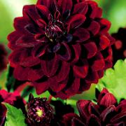 Storblommig Dahlia 'Arabian Night'