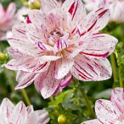 Storblommig dahlia 'Bonesta'