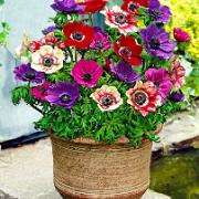 Anemon 'De Caen' Mix