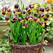 Guldkantad Klocklilja