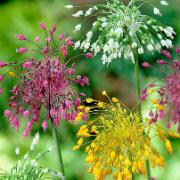 Allium 'Fyrverkeri' Mix