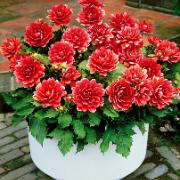 Terrassdahlia 'Berliner Kleene'