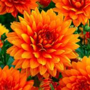 Storblommig dahlia 'Noordwijks Glorie'