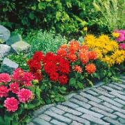 Lågväxande dahlior Mix