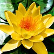 Näckros 'Marliacea Chromatella'