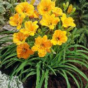 Daglilja 'Stella de Oro'