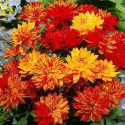 Terrassdahlia 'Naturens Under'