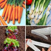 Fröband med sallad, sommarmorötter och salladslök