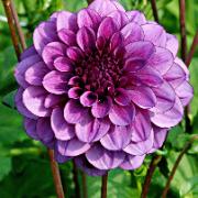 Storblommig Dahlia 'Blue Bell'