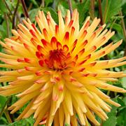 Storblommig Dahlia 'Spassmacher'