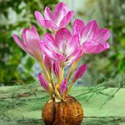 Tidlösa 'The Giant'