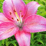 Storblomstrande lilja 'Renoir'®