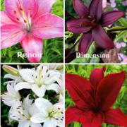 8 storblommiga liljor i 4 olika sorter