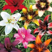 8 liljor i 8 olika sorter