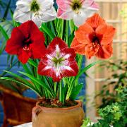 Amaryllis överraskningsmix