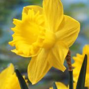 Narcisser 'Dutch Master'