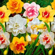 Dubbelblommiga Narcisser Mix