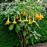 Änglatrumpet 'Twinflower Gold'