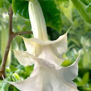 Änglatrumpet 'Twinflower White'