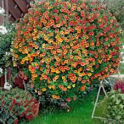 Calibrachoa Callie® 'Sunrise' (Småpetunia)