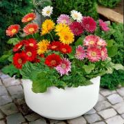 <p>Gerbera Mix</p>