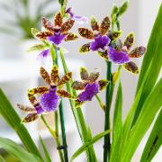 Orkidé 'Zygopetalum'