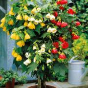 Trefärgad Klockmalva