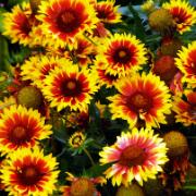 Kokardblomster 'Kobold'