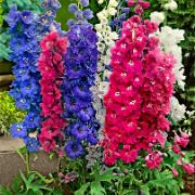 Riddarsporre 'Magic Fountains' Mix