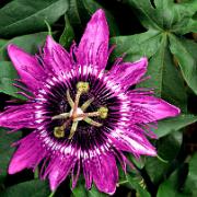 Passionsblomma 'Purple Rain'