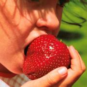 Jordgubbar 'Gigantella Maxim'