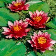 Näckros 'Attraction'