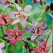 Hårig Skugglilja Mix