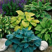 Hosta Mix