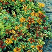 Brokigt Kamtjatkafetblad 'Variegatum'