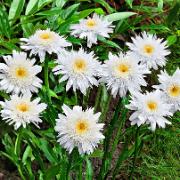 Dubbla Margriter 'Wirral Supreme'