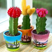 Mexikansk trio med prydnadskrukor