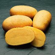 Potatis 'Mona Lisa'
