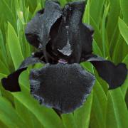 Skäggiris 'Study In Black'